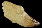 Fossil Rooted Mosasaur (Prognathodon) Tooth - Morocco #116992-1